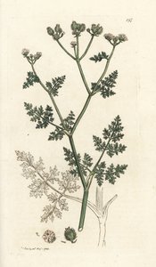 Flor de encaje blanco, Orlaya grandiflora (Pequeño caucalis o perejil basardo, Caucalis daucoides). Grabado en cobre coloreado a mano por James Sowerby de James Smith