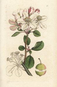 Manzana silvestre o crabtree, Malus domestica (Pyrus malus). Grabado en cobre coloreado a mano por James Sowerby de la obra Botánica inglesa de James Smith, Londres