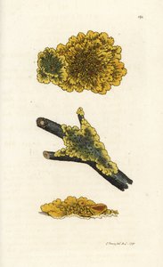 Liquen amarillo de pared, Lichen parietinus. Grabado en cobre coloreado a mano por James Sowerby de James Smith