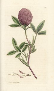 Trébol en zigzag o trébol, Trifolium medium. Grabado en cobre coloreado a mano por James Sowerby de James Smith