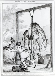 Estado de la jirafa, 1829 de William Heath