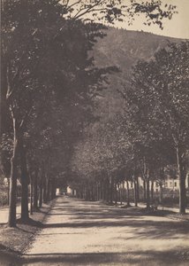 Alameda de árboles, Pau de William Henri Gebhard