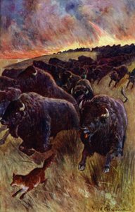 "Vi un rebaño de búfalos corriendo para escapar de las llamas" de William Henry Charles Groome