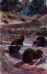 "Construyen una presa en el arroyo"
