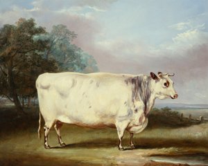 Una vaca premiada, 1838 de William Henry Davis