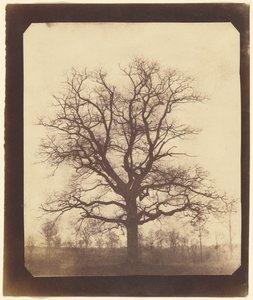 [Un roble en invierno] de William Henry Fox Talbot