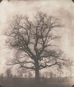 Un roble en invierno, c.1892-93 (calotipo negativo)