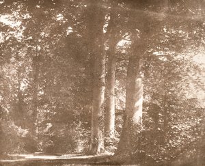 Árboles de Haya, Abadía de Lacock de William Henry Fox Talbot