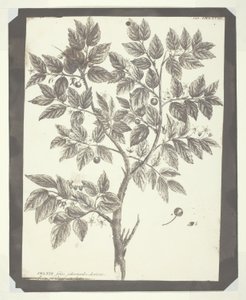 Copia del grabado botánico de "Celtis" de William Henry Fox Talbot