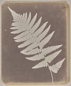  de William Henry Fox Talbot