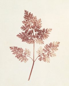 Frondas de Hojas, 1843