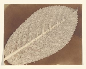  de William Henry Fox Talbot