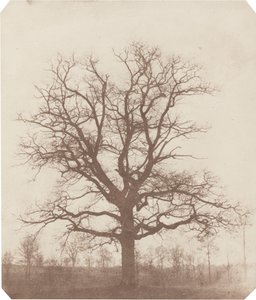 Roble de William Henry Fox Talbot