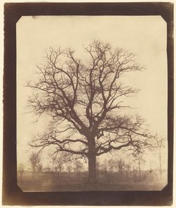 Árbol de Roble en Invierno de William Henry Fox Talbot