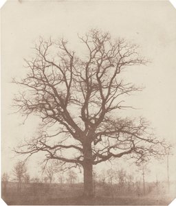 Roble, mediados de la década de 1840 (foto) de William Henry Fox Talbot