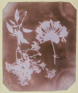 Dos especímenes de plantas de William Henry Fox Talbot
