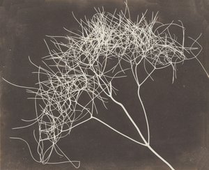 [Hinojo Silvestre], 1841-42
