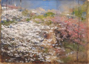 Campo de flores