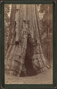 Cabaña Smiths de William Henry Jackson