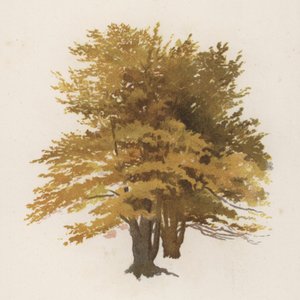 Árboles: El haya de William Henry James (after) Boot