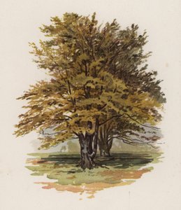 Árboles: El haya de William Henry James (after) Boot