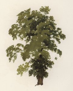 Árboles: El Olmo