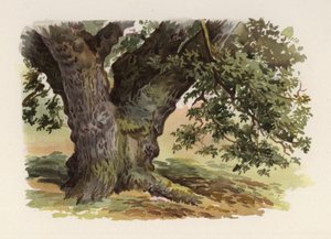 Árboles: El Roble de William Henry James (after) Boot