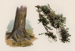 Árboles: El Pino Escocés