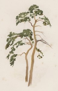 Árboles: El Pino Escocés