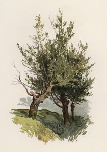 Árboles: El Sauce de William Henry James (after) Boot