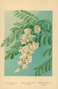 Acacia, flor y follaje