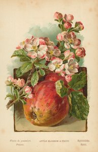 Flor de manzano y fruta de William Henry James Boot