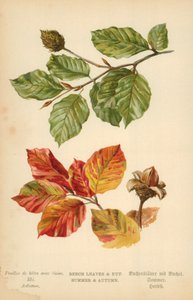 Hojas y Nueces de Haya. Verano y Otoño