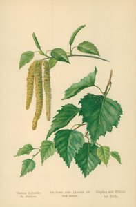 Amentos y hojas del abedul