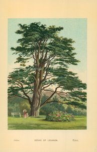 Cedro del Líbano
