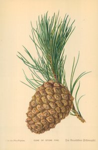 Cono de pino piñonero de William Henry James Boot