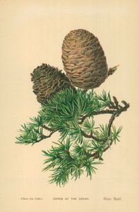 Conos del Cedro