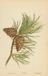 Piña de Abeto