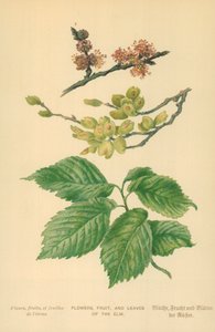 Flores, frutas y hojas del olmo de William Henry James Boot