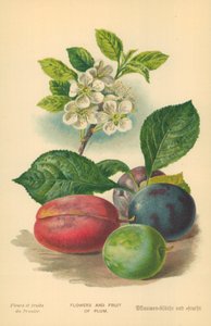 Flores y Frutas de Ciruelo