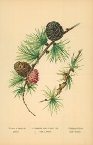 Flores y Frutas del Alerce de William Henry James Boot