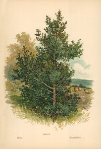 Acebo