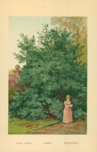 Laurel