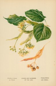 Hojas y flores del tilo