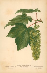 Hojas y flores del sicomoro
