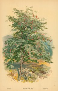 Serbal