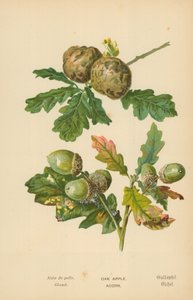 Manzana de roble. Bellota