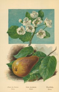 Flor de peral. Pera de William Henry James Boot