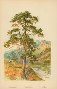 Pino silvestre de William Henry James Boot