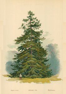 Abeto de William Henry James Boot